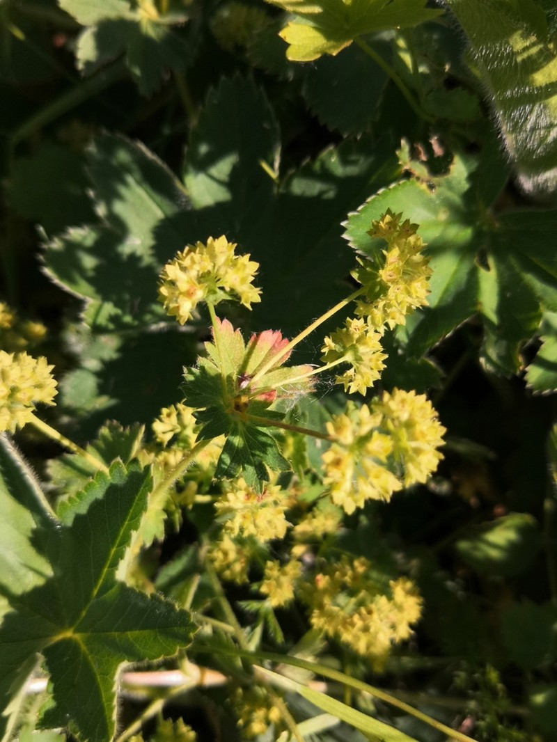 Alchemilla argutiserrata photo 3