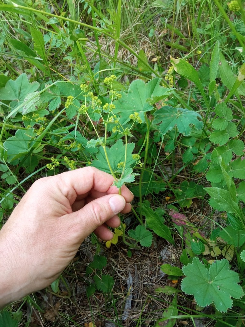 Alchemilla argutiserrata photo 4