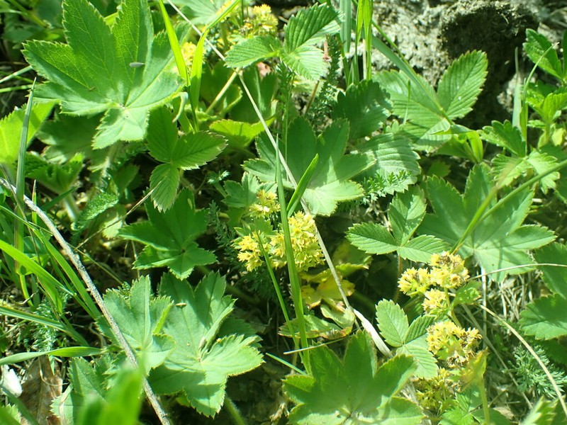 Alchemilla argutiserrata photo 5