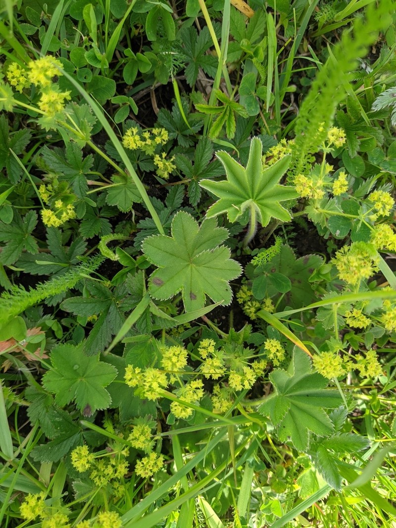 Alchemilla argutiserrata photo 6