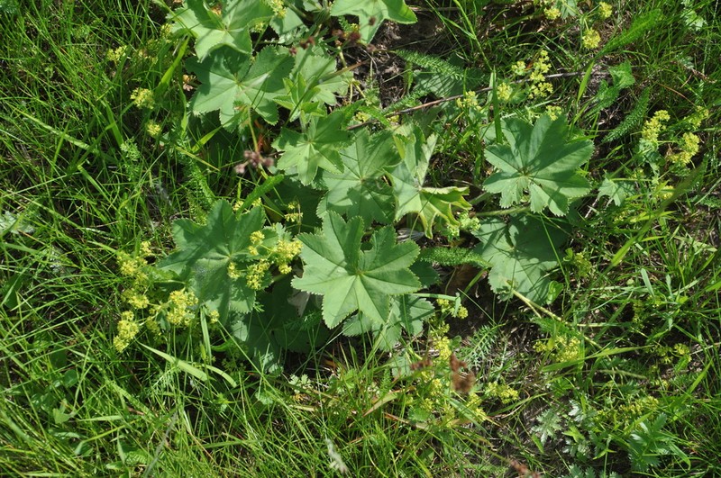 Alchemilla argutiserrata photo 7