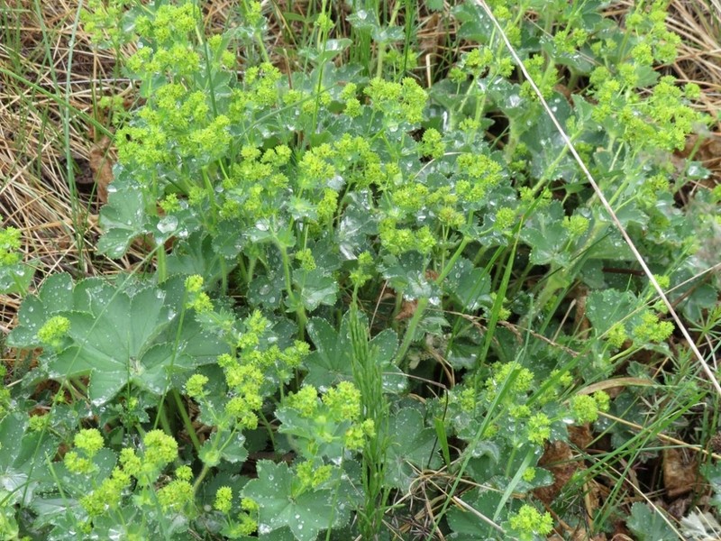 Alchemilla argutiserrata photo 8