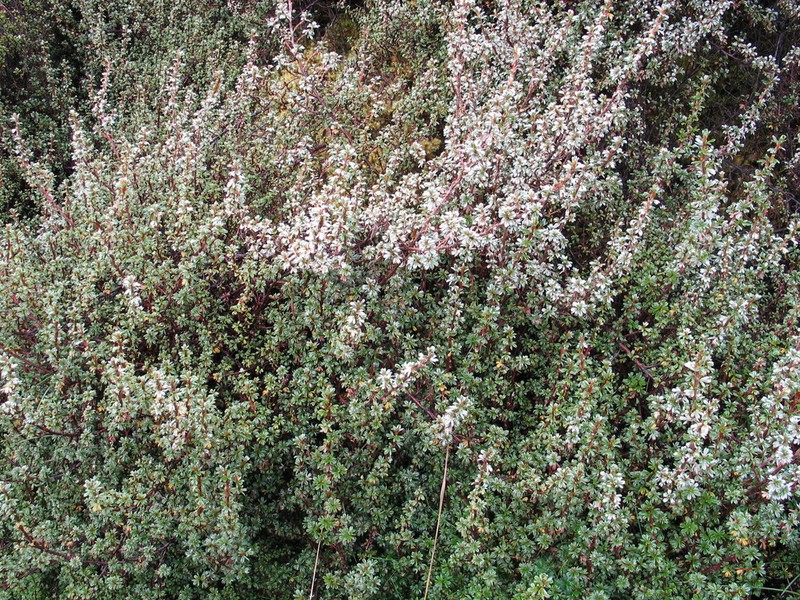 Alchemilla argyrophylla photo 2