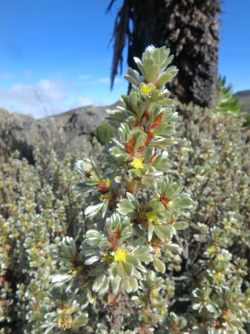 Alchemilla argyrophylla photo 3