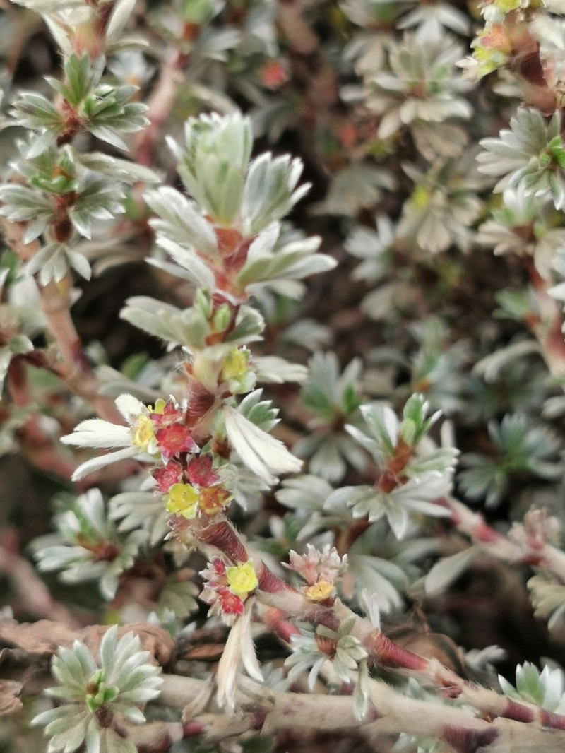Alchemilla argyrophylla photo 4