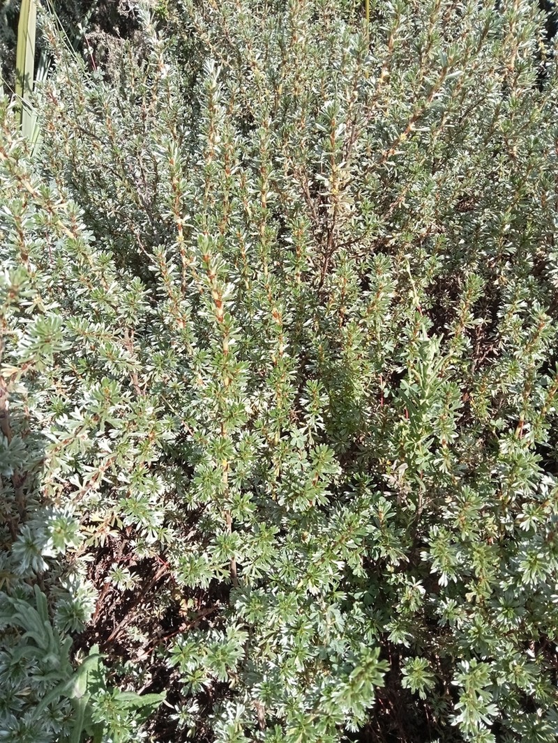 Alchemilla argyrophylla photo 5