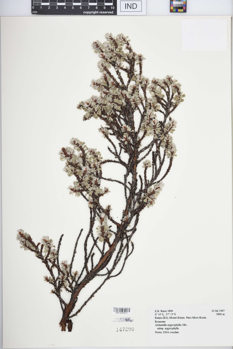 Alchemilla argyrophylla subsp. argyrophylla
