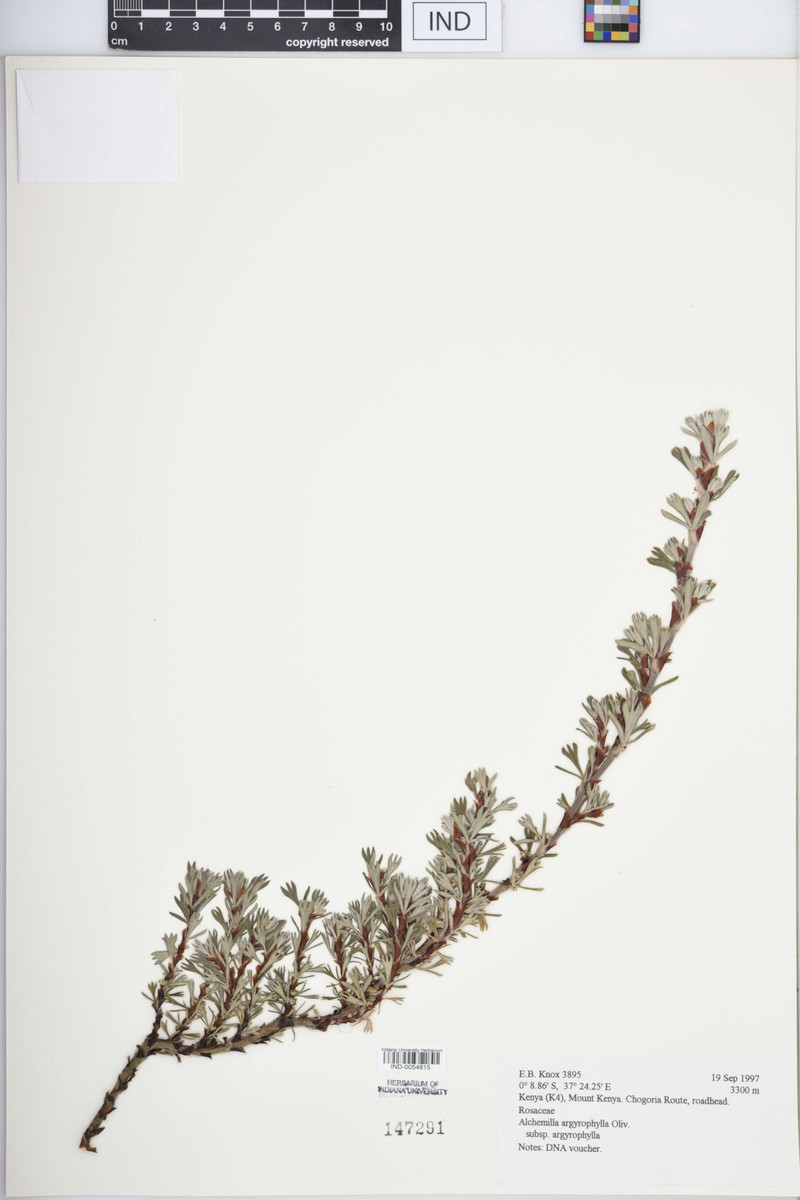 Alchemilla argyrophylla subsp. argyrophylla photo 2