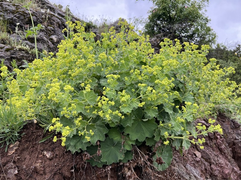 Alchemilla armeniaca