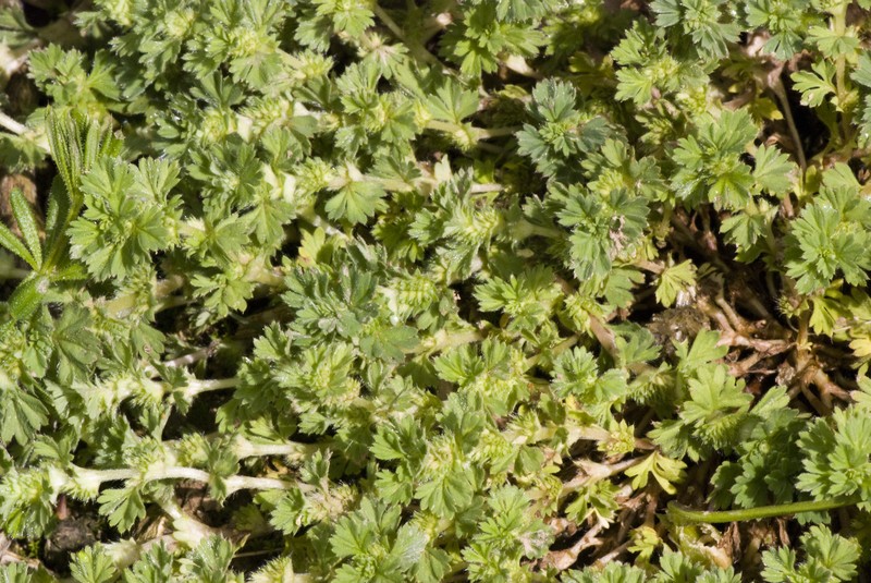 Field Parsley Piert