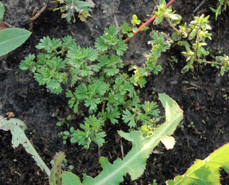 Field Parsley Piert photo 2