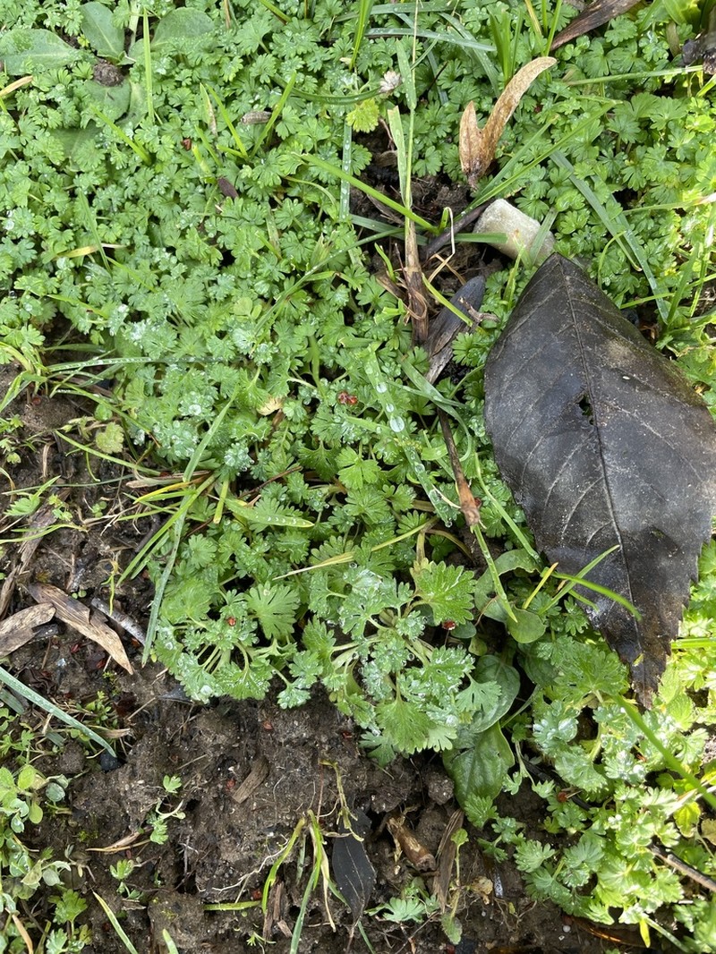 Field Parsley Piert photo 3