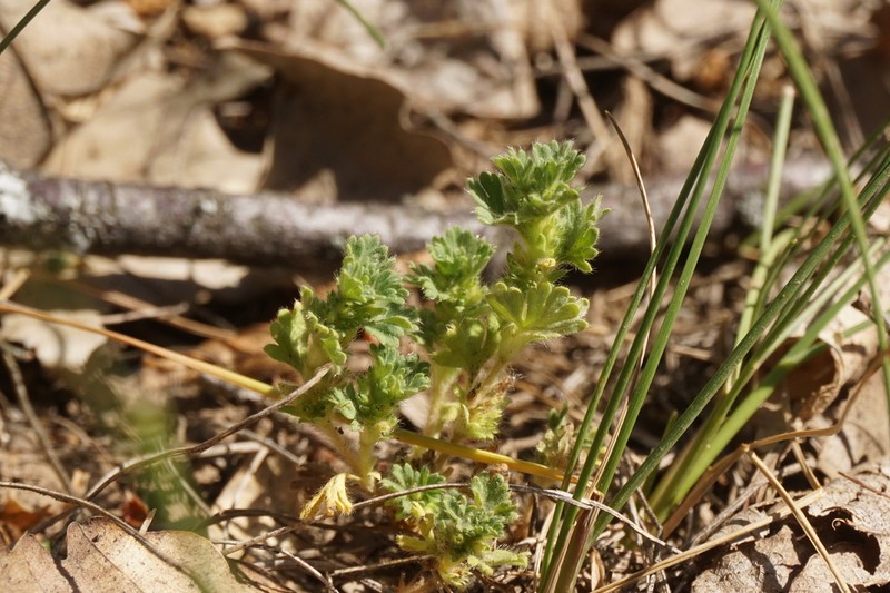 Field Parsley Piert photo 4