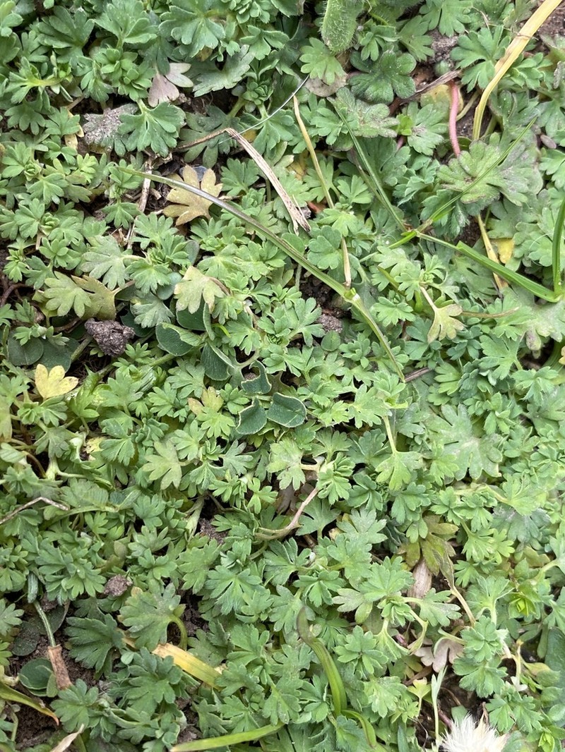 Field Parsley Piert photo 5