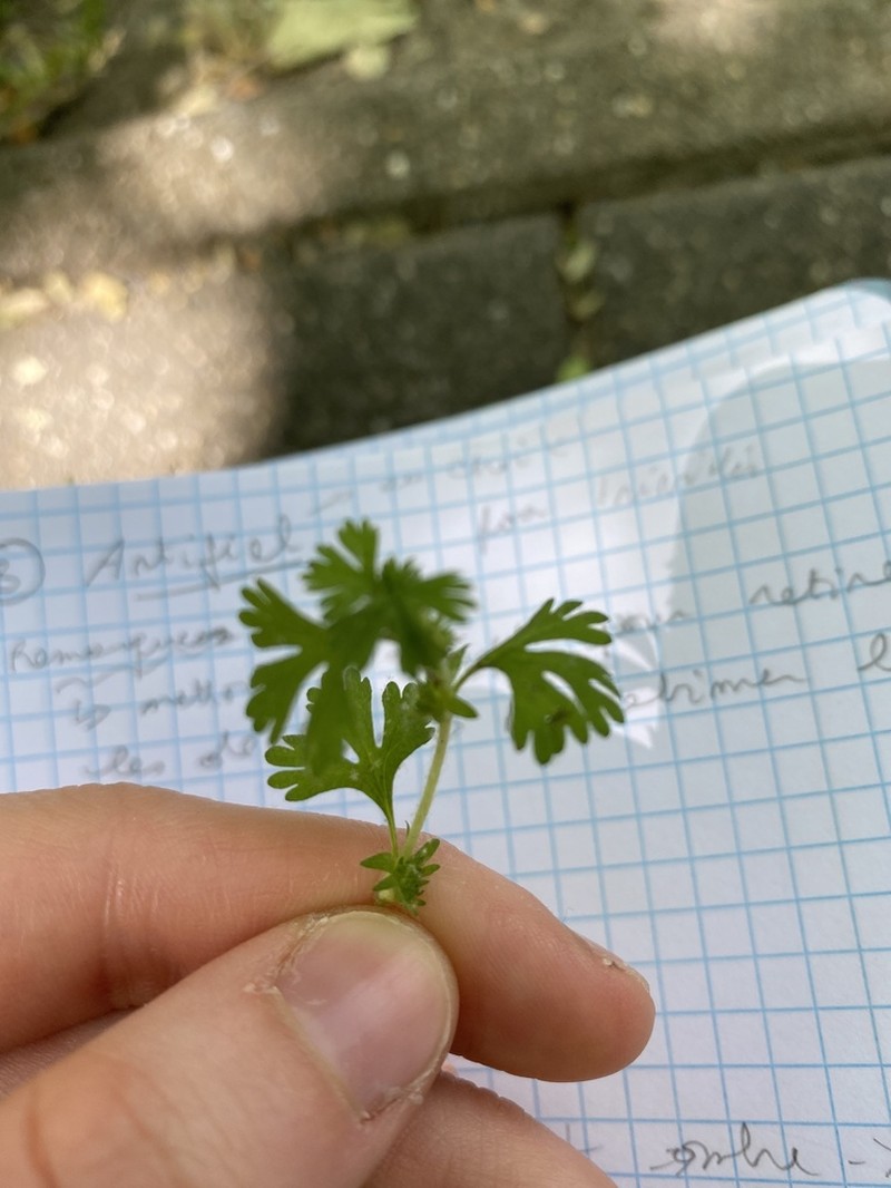 Field Parsley Piert photo 6