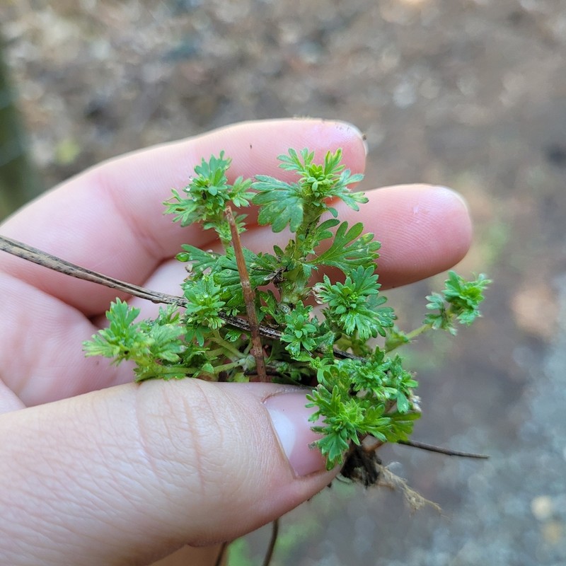 Field Parsley Piert photo 7