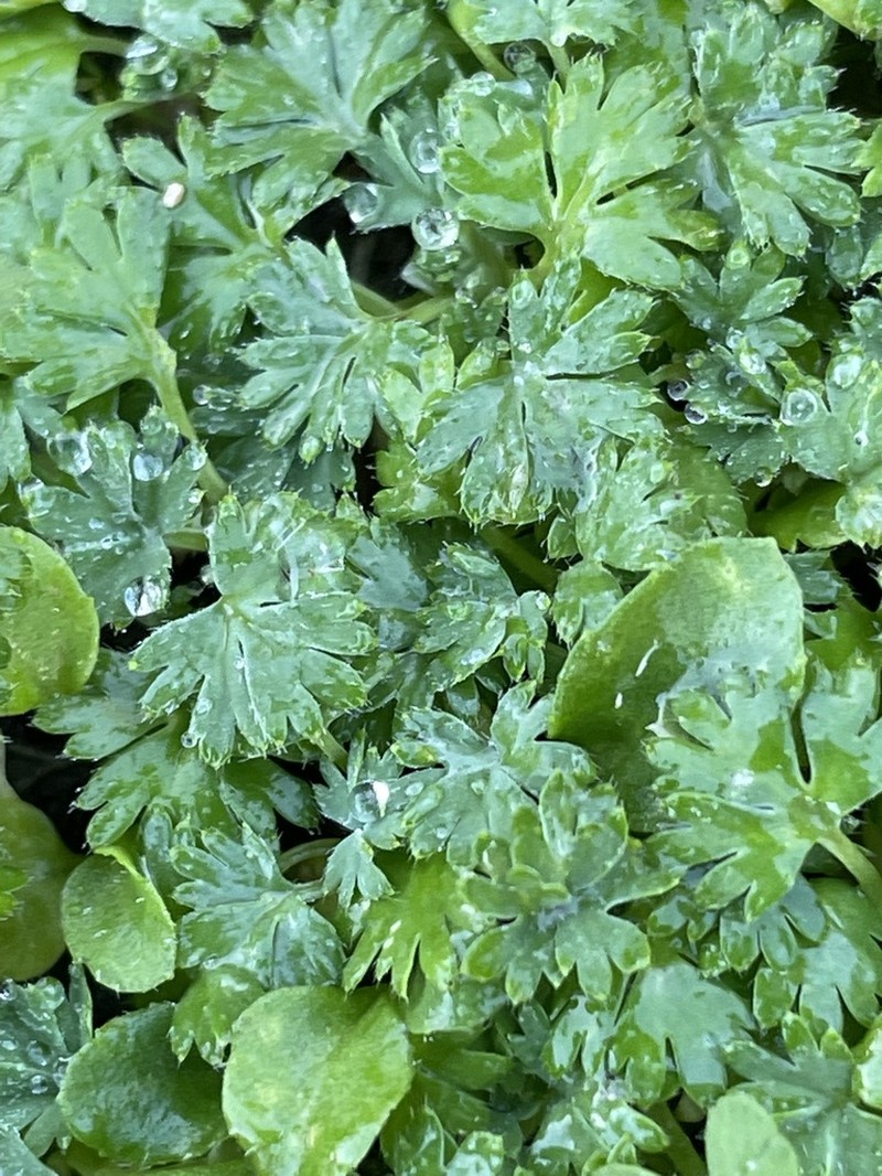 Field Parsley Piert photo 8