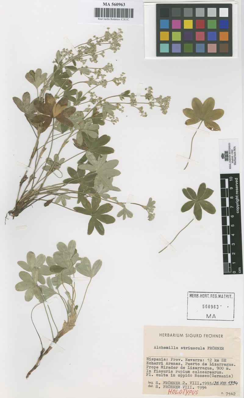 Alchemilla atriuscula