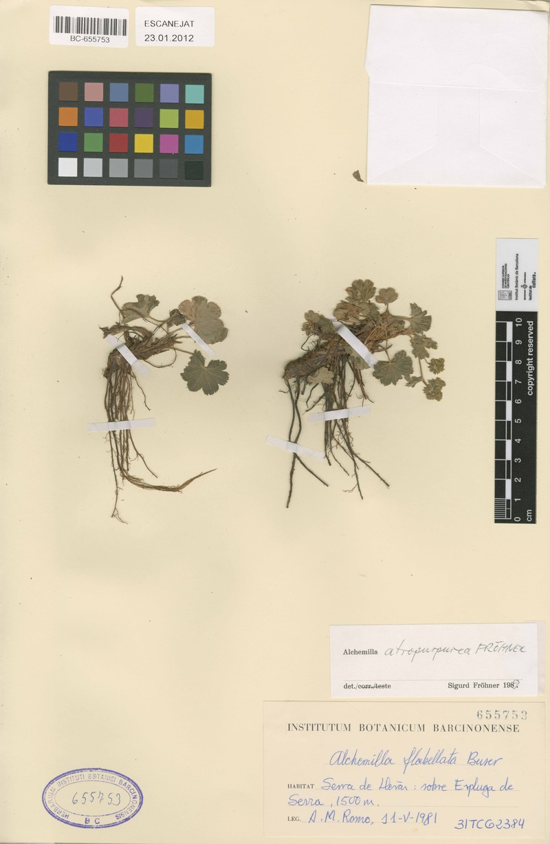 Alchemilla atropurpurea