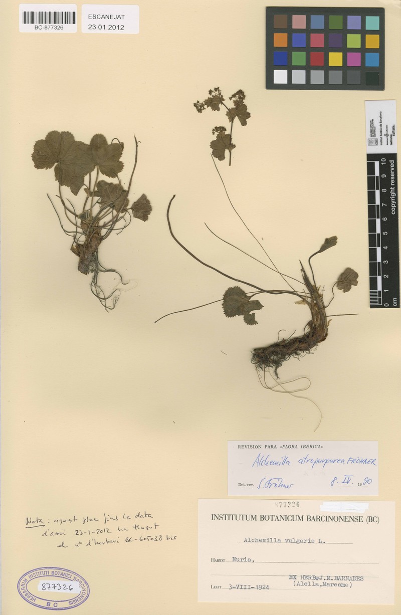 Alchemilla atropurpurea photo 2