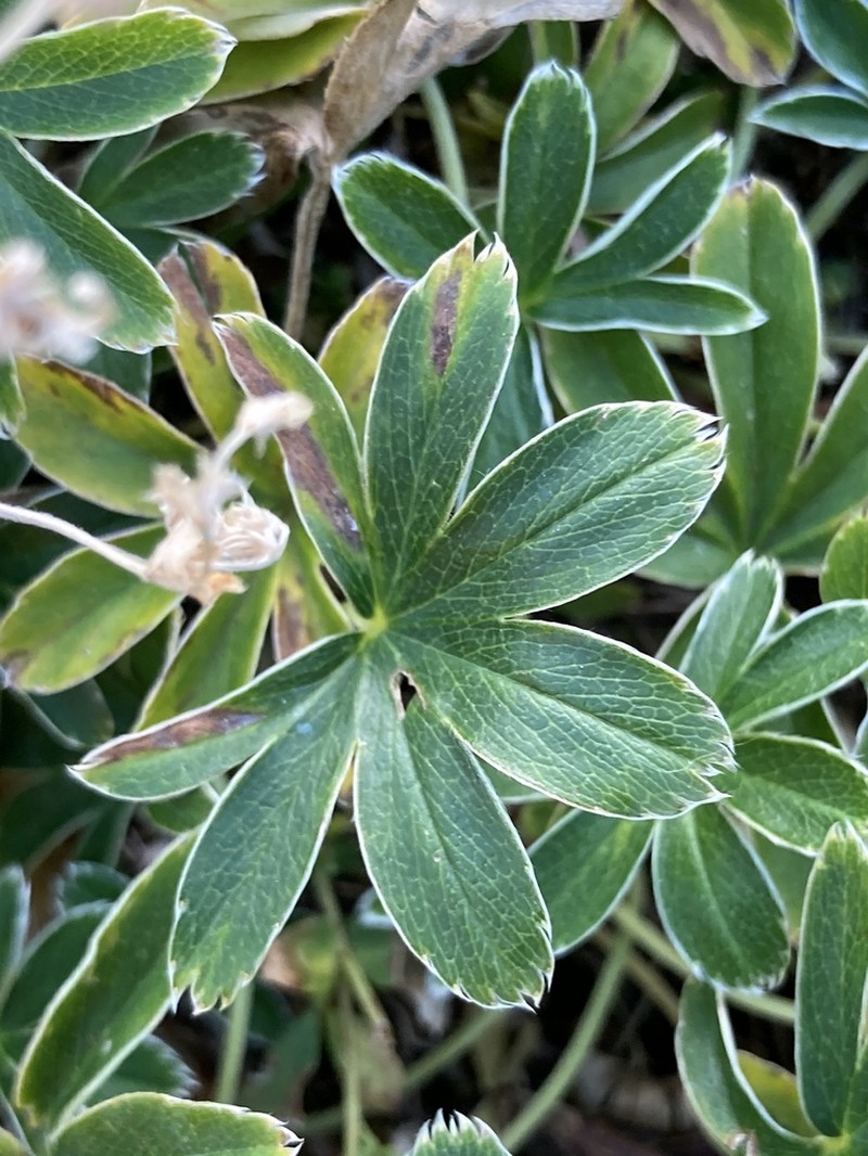 Alchemilla atrovirens photo 5