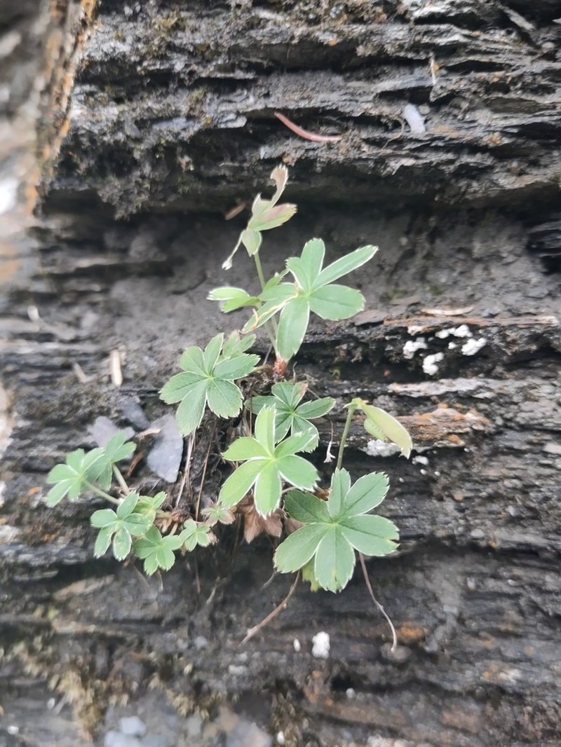 Alchemilla atrovirens