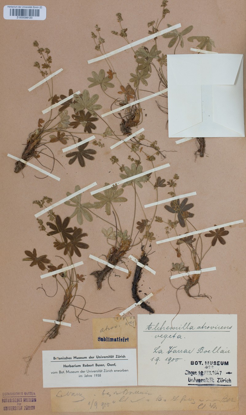 Alchemilla atrovirens photo 2