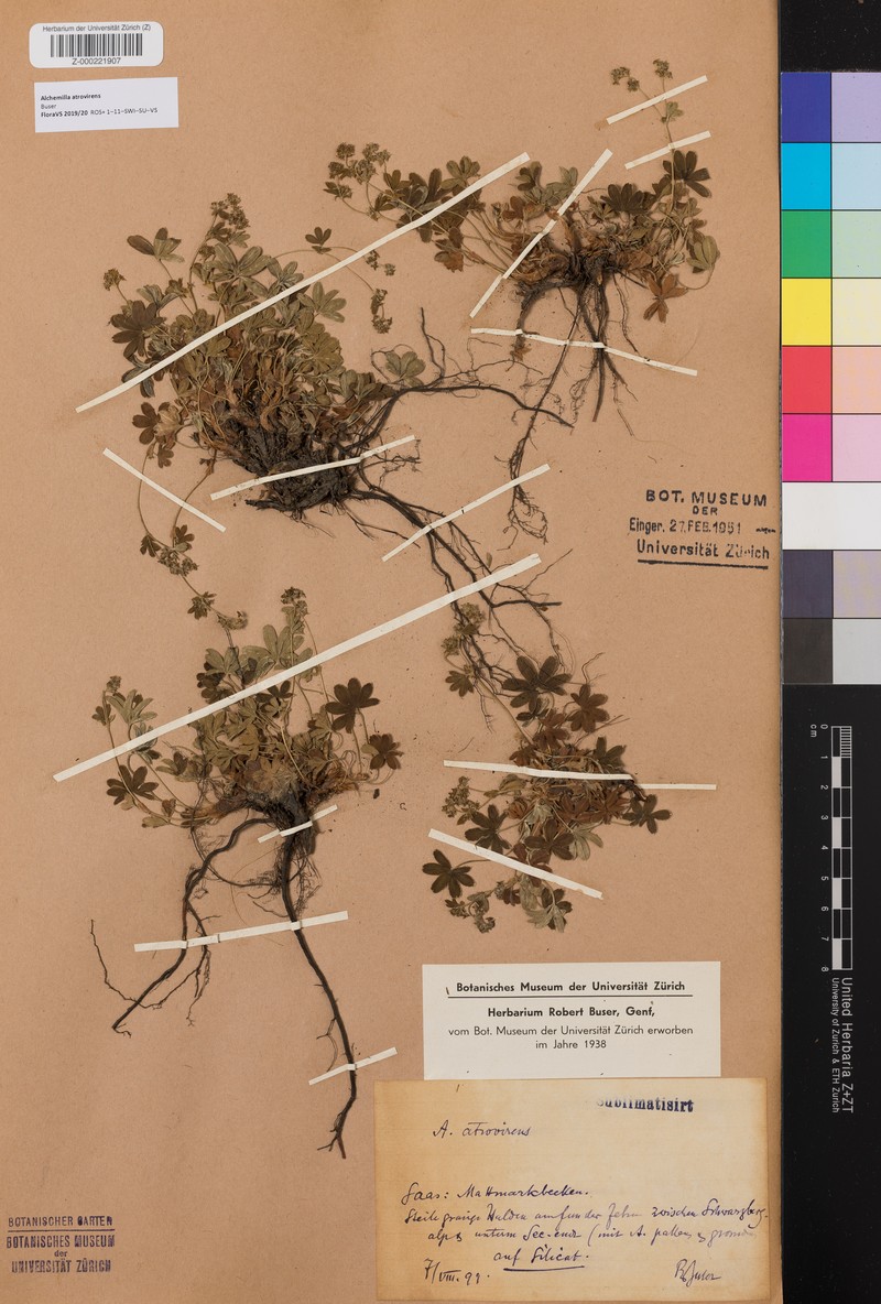Alchemilla atrovirens photo 3