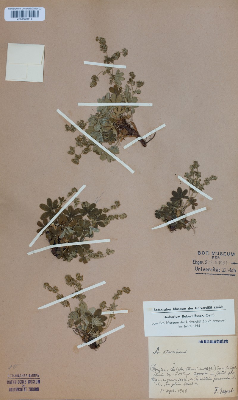 Alchemilla atrovirens photo 4