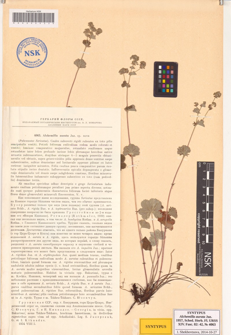 Alchemilla aurata