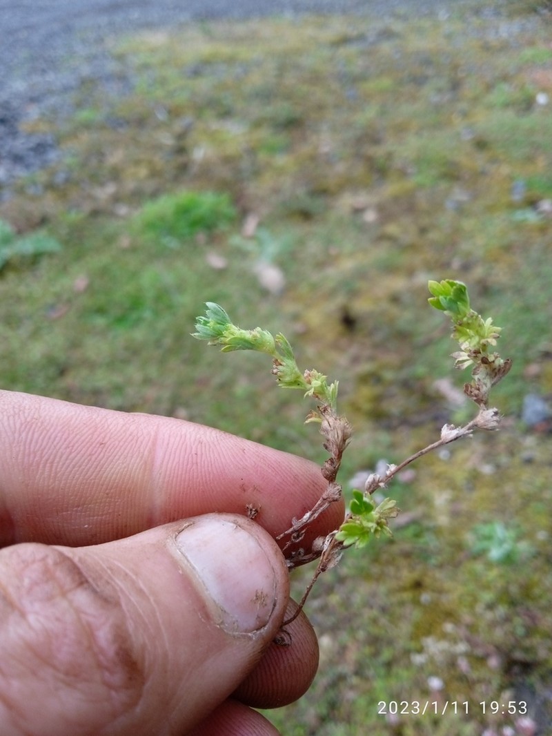 Alchemilla australiana