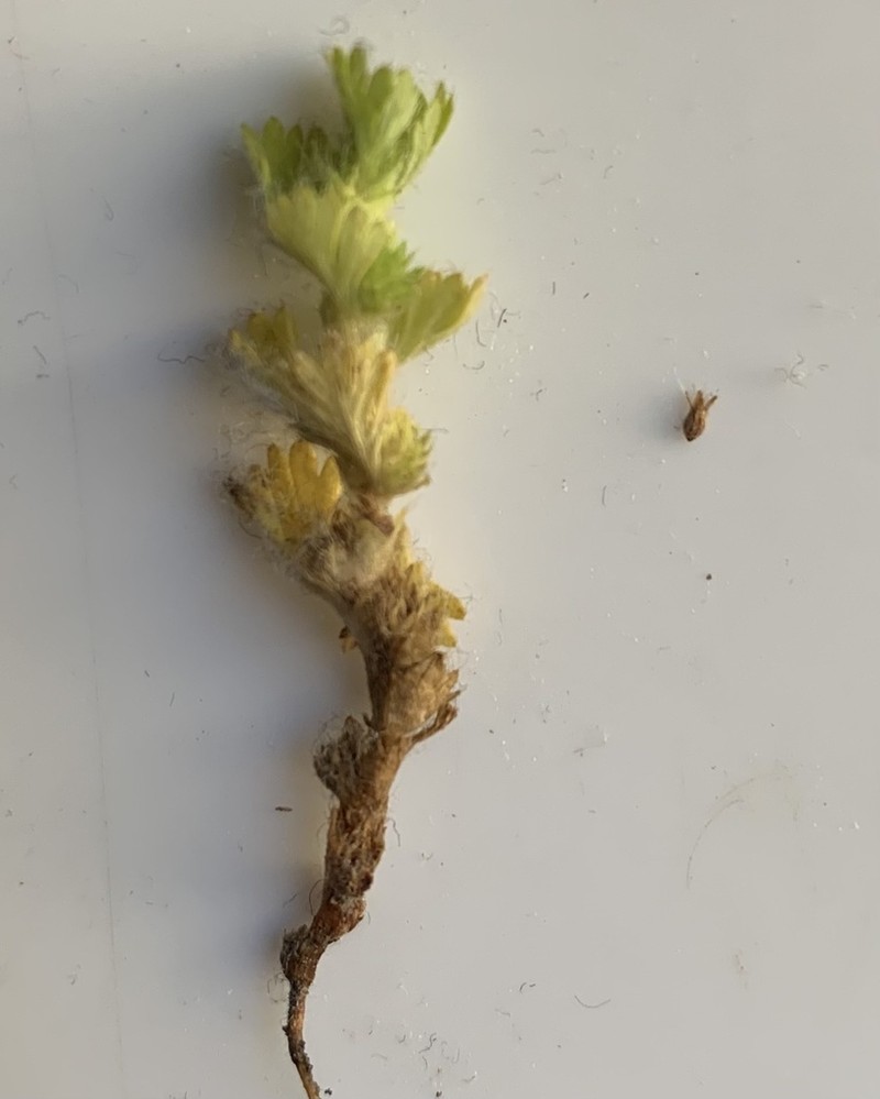 Alchemilla australiana photo 2