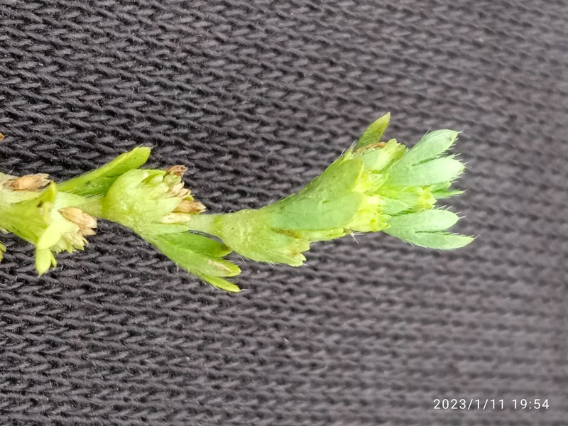 Alchemilla australiana photo 4