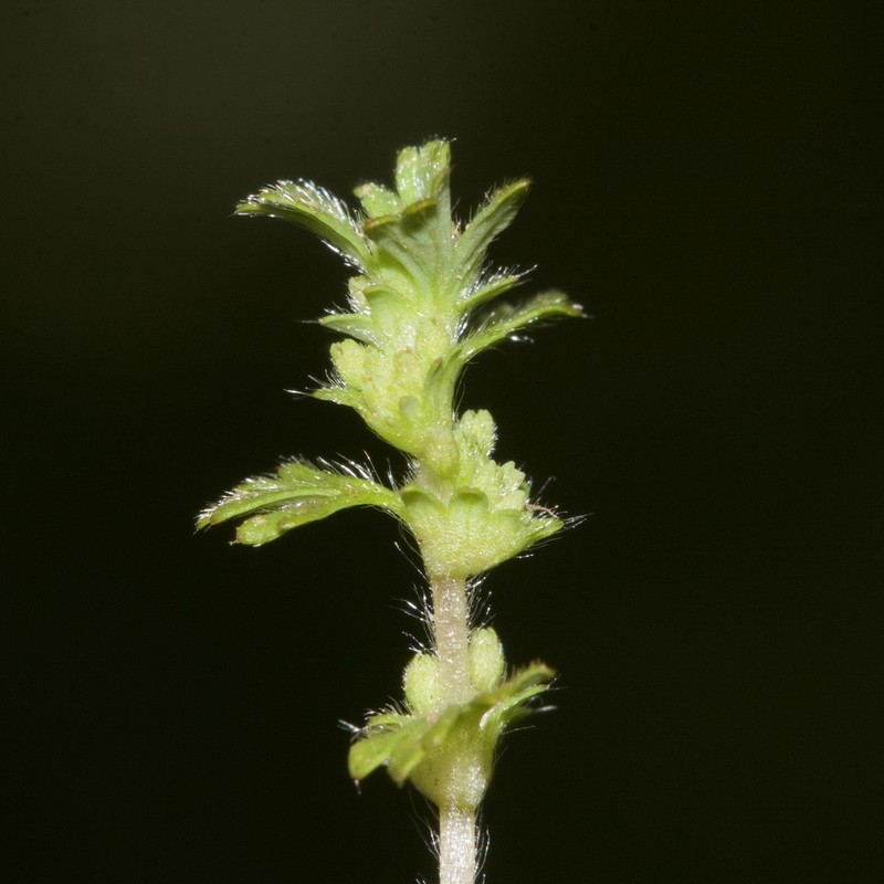 Alchemilla australis
