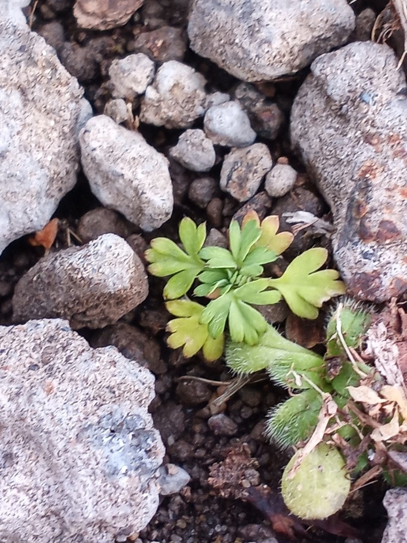 Alchemilla australis photo 2