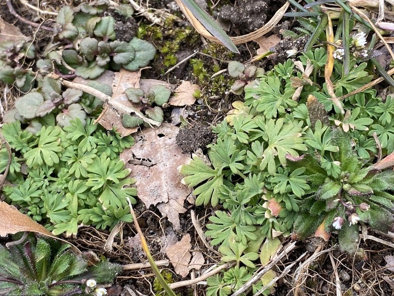 Alchemilla australis photo 3