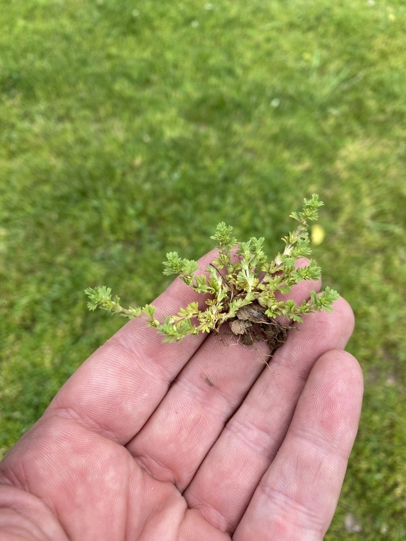 Alchemilla australis photo 4