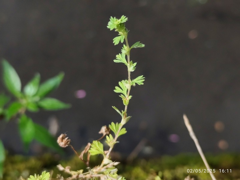 Alchemilla australis photo 5