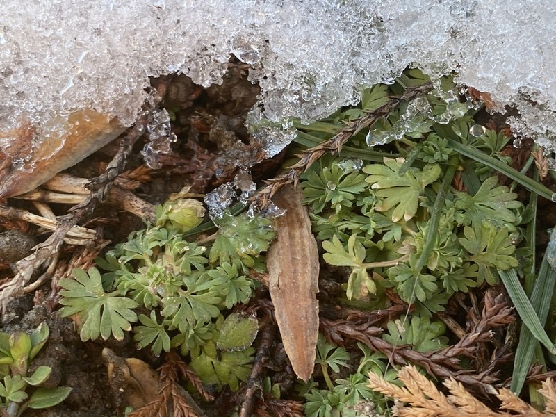 Alchemilla australis photo 6