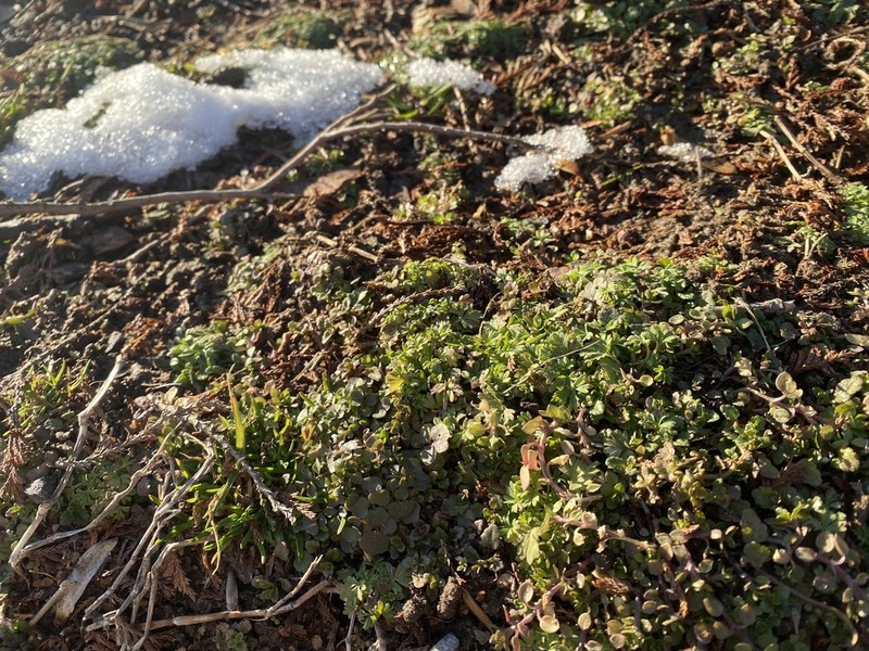Alchemilla australis photo 7
