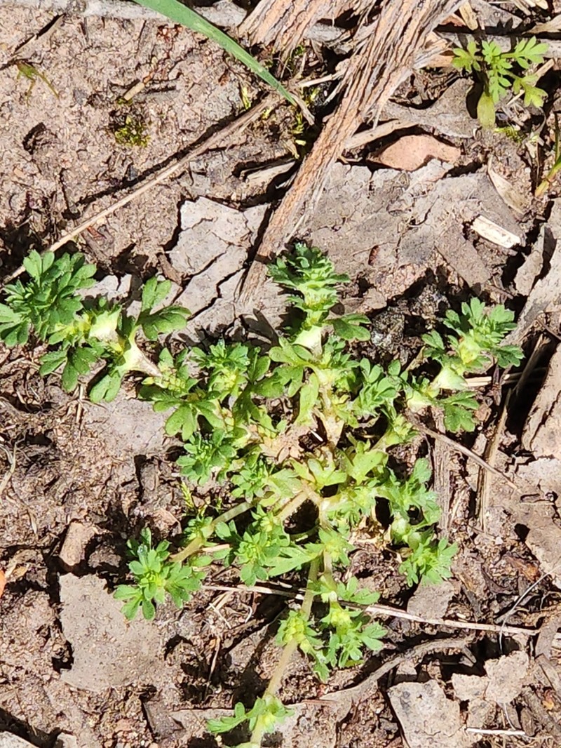 Alchemilla australis photo 8