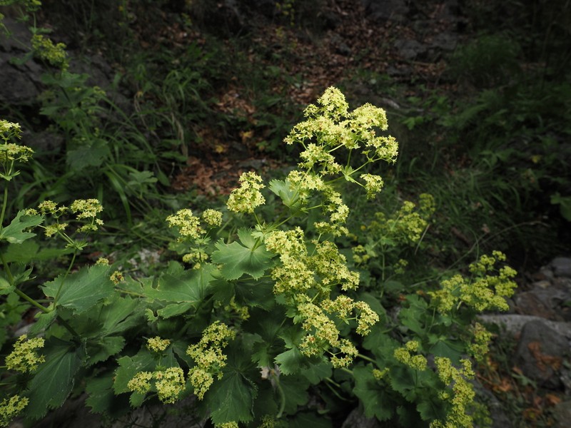 Alchemilla austroitalica