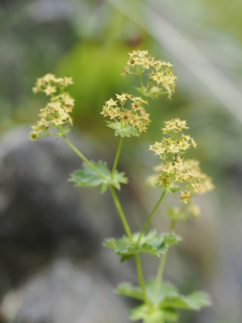 Alchemilla austroitalica photo 2