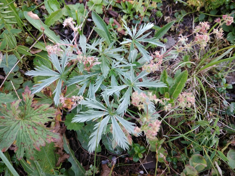 Alchemilla bakurianica photo 5