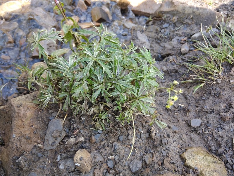 Alchemilla bakurianica