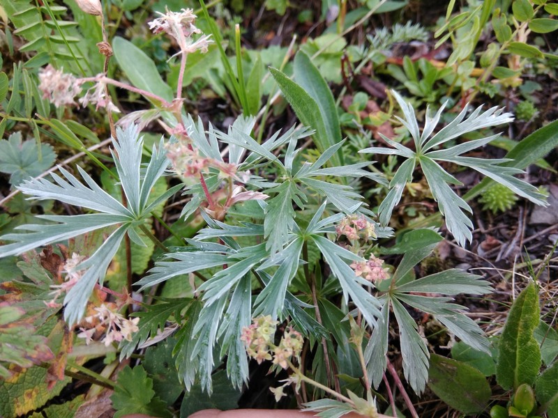 Alchemilla bakurianica photo 3