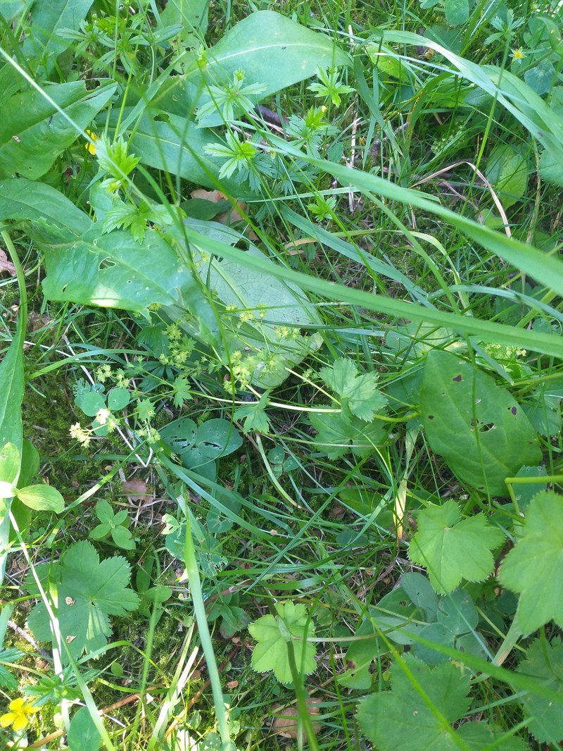 Alchemilla baltica