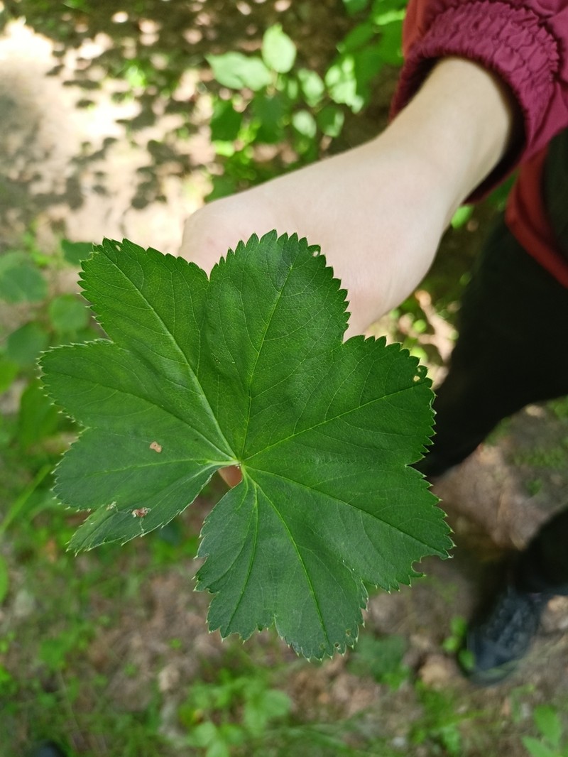 Alchemilla baltica photo 2