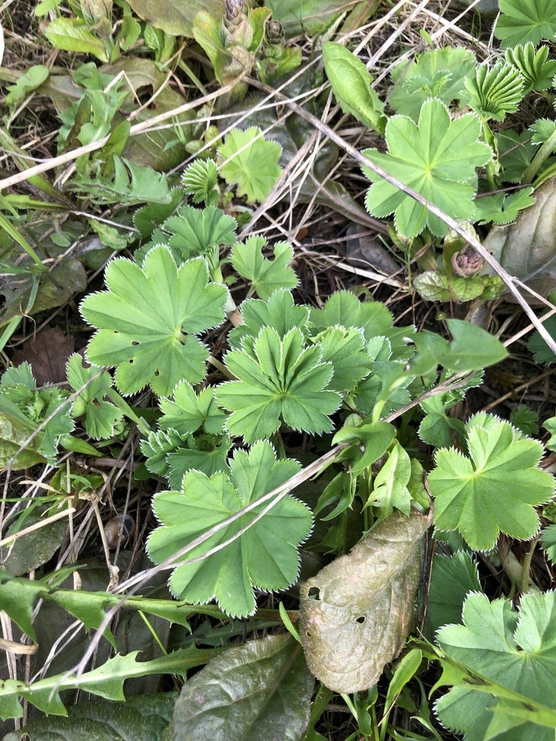 Alchemilla baltica photo 3
