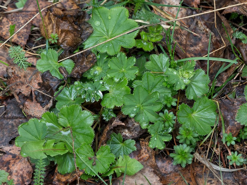 Alchemilla baltica photo 4